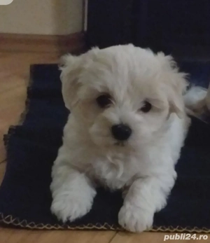 Bichon Havanez talie mică 