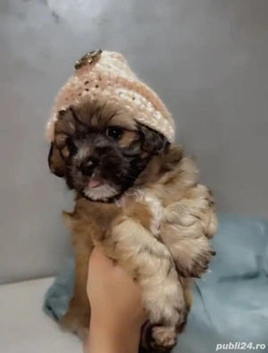 Bichon Havanez talie mică  - imagine 3