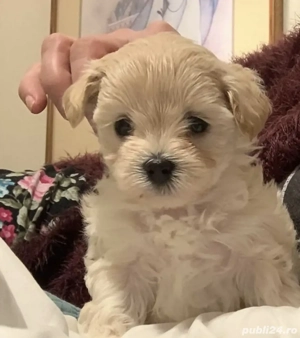 Bichon Havanez talie mică  - imagine 2