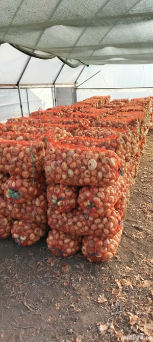 ceapa plata ,prasita manual ,cantitate mare de vanzare - imagine 2