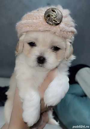 Bichon Havanez talie mică  - imagine 5