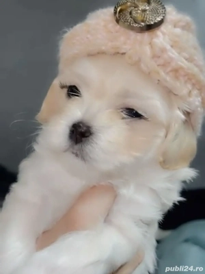 Bichon Havanez talie mică  - imagine 4