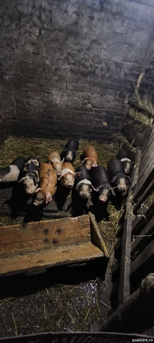 vând purcei de 7 săptămâni  - imagine 2