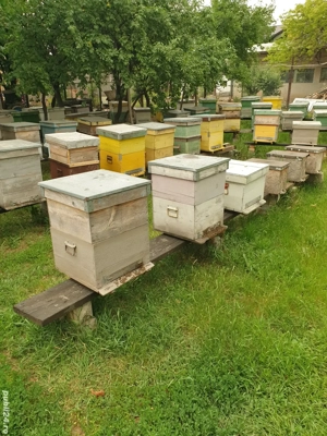 Vand Iveco Daily 6.5T din 2003 impreuna cu 40 familii stupi