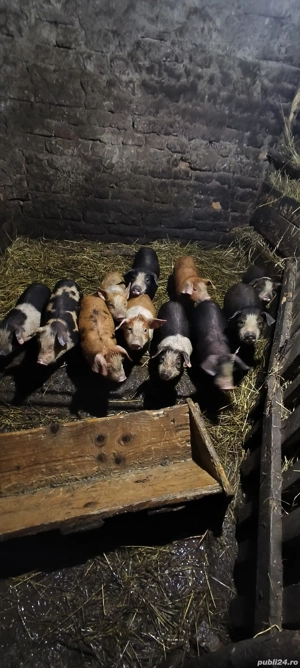 vând purcei de 7 săptămâni  - imagine 5