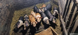 vând purcei de 7 săptămâni  - imagine 4