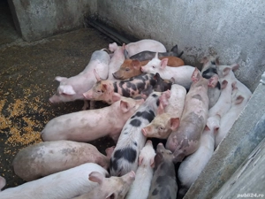 Vand purcei de 9 saptamani  - imagine 5