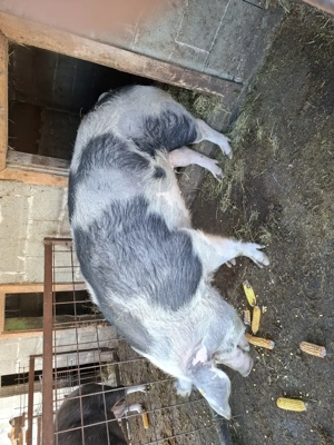 Scroafa in jur de 300 kg