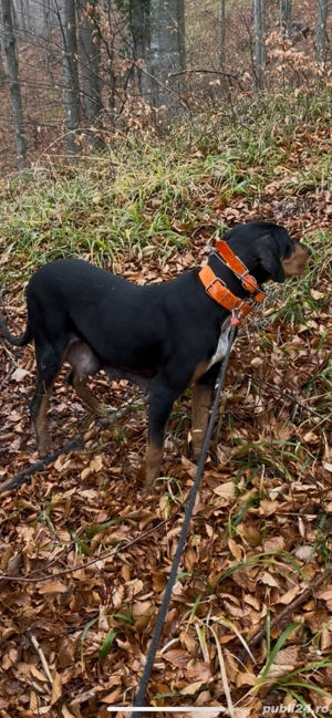 caini de vanatoare  - imagine 4