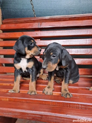 caini de vanatoare  - imagine 3