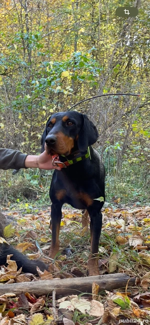 caini de vanatoare  - imagine 5