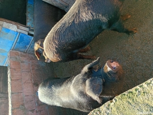 vând porcu grași  - imagine 2