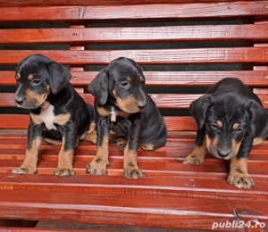 caini de vanatoare  - imagine 2