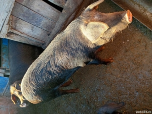 vând porcu grași  - imagine 3