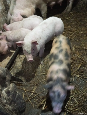 Purcei de vânzare: - imagine 3