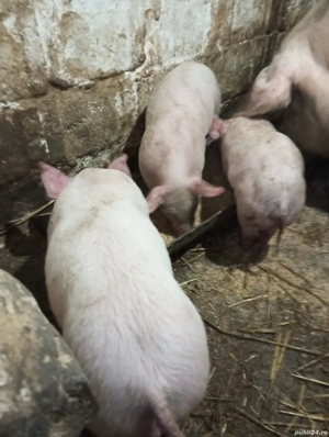 Purcei de vânzare: - imagine 2