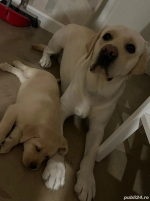 Labrador retriver - imagine 2