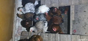 Vand gaini gsg  - imagine 2