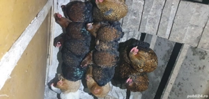 Vand gaini gsg  - imagine 4