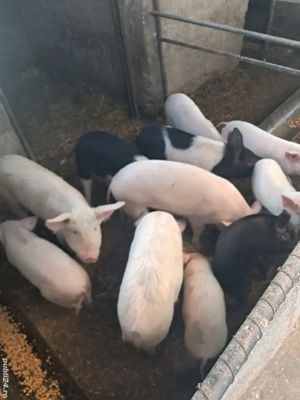 Vand soldani  in beltiug 