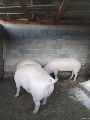 Vând porci grași 