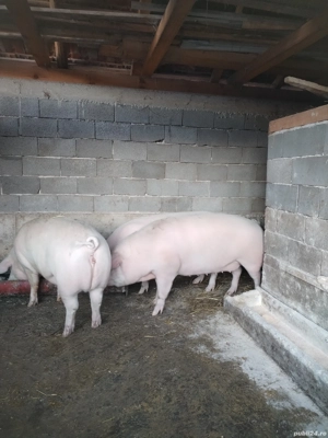 Vând porci grași  - imagine 2