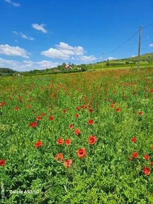 Teren intravilan, zonă de pădure, la  Mânăstirea Celic Dere, Sat Telița, jud. Tulcea - imagine 2
