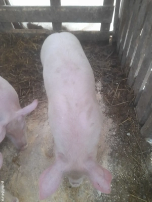 porc.       - imagine 2