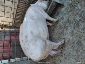 porci de vanzare - imagine 2