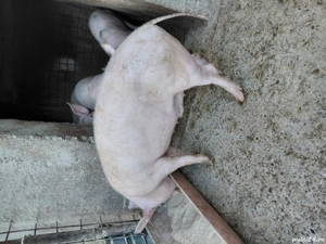 porci de vanzare - imagine 4