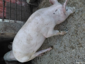porci de vanzare - imagine 3