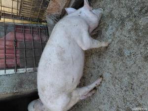 porci de vanzare - imagine 5