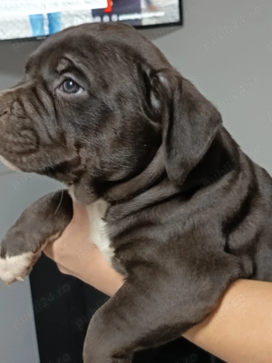 American Bully pocket pui - imagine 2