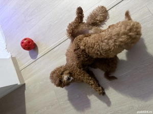 Catei pudel 3 luni - imagine 5