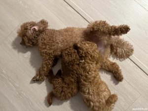 Catei pudel 3 luni - imagine 4