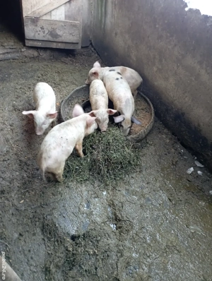 vand purcei  - imagine 5