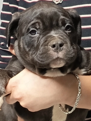 American bully pocket pui
