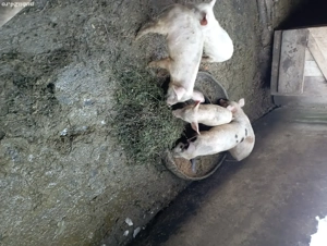 vand purcei  - imagine 3