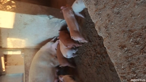 scroafa cu purcei - imagine 2