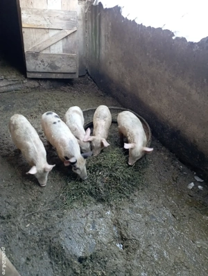 vand purcei  - imagine 2