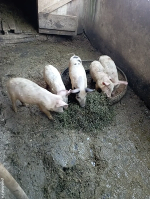 vand purcei  - imagine 4