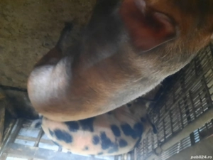 porci de carne - imagine 2