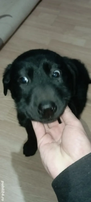 Labrador Retriever Negru 2 luni - imagine 4