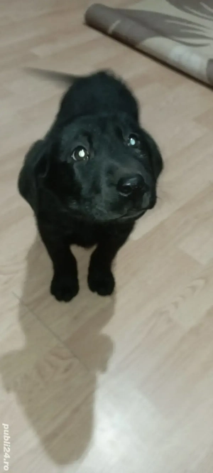 Labrador Retriever Negru 2 luni - imagine 5