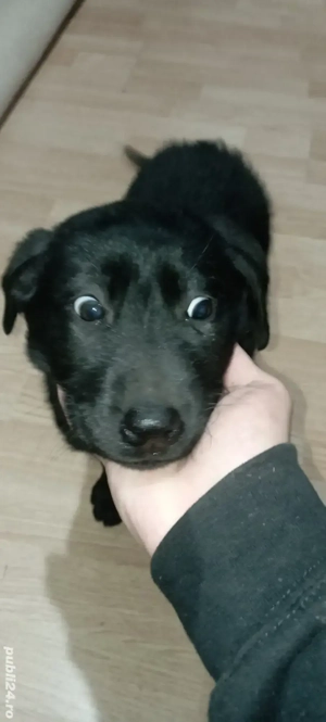 Labrador Retriever Negru 2 luni - imagine 3