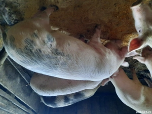 porci de carne - imagine 3