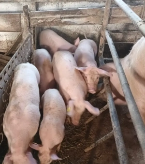 Vand purcei cu greutatea intre 25-35 kg - imagine 2