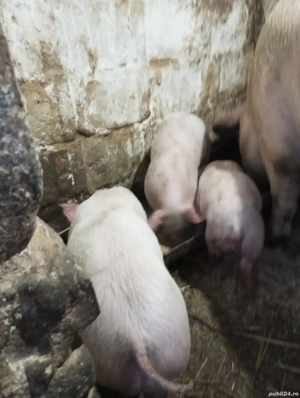 Purcei de vânzare: - imagine 4