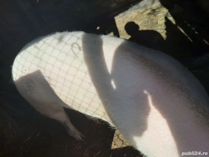 Vand 1 porc si o purcea