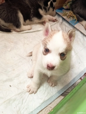 Vând cățeluși de rasă Husky Siberian